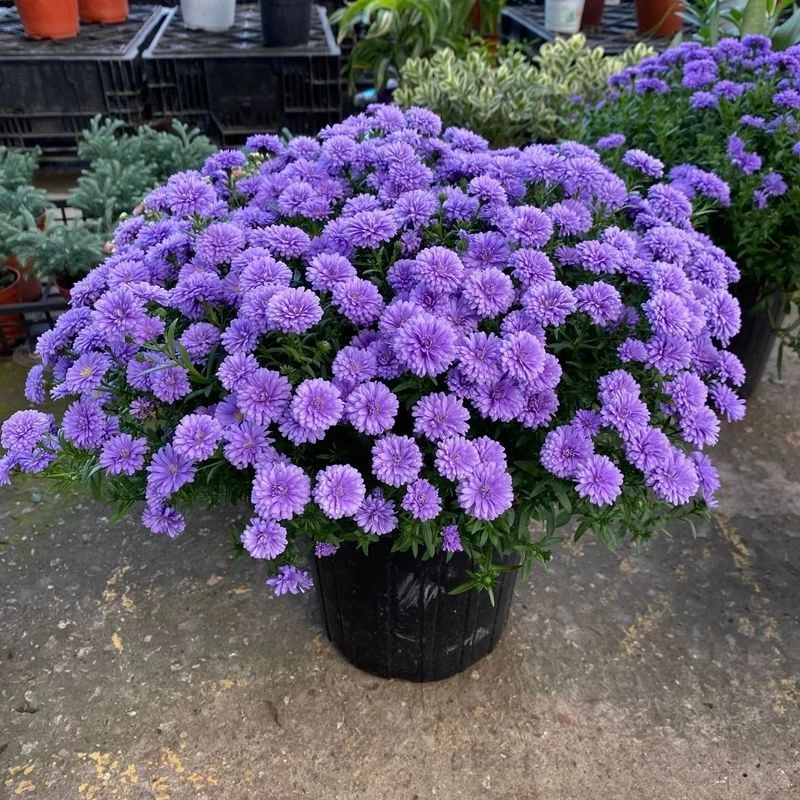 荷兰菊小卡罗紫菀伊娃大小苗耐寒带花苞高杆盆栽翠菊重瓣蓝宝石