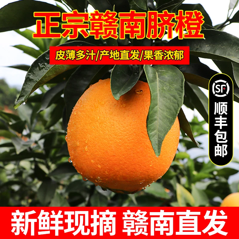 【顺丰包邮】赣南脐橙新鲜采摘香甜多汁正宗江西赣南甜橙子