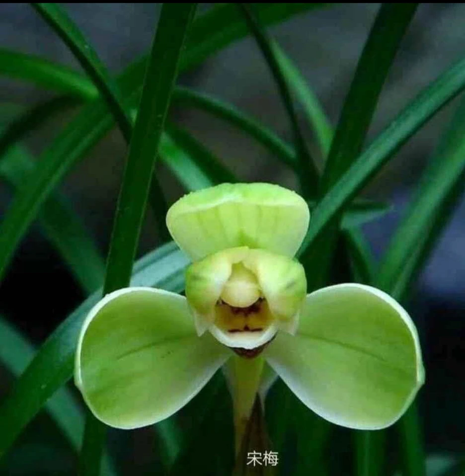 春兰名品宋梅 老八种之首，一盆七八苗带花苞