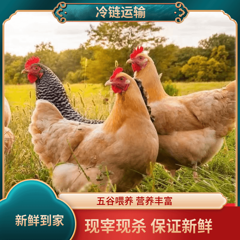 【拍一发二】正宗农家散养黄油老母鸡两只