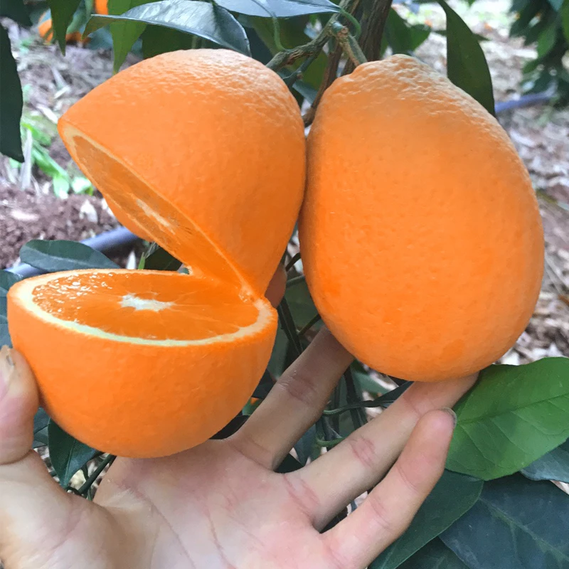 正宗重庆奉节脐橙4.5斤 新鲜现摘现发天然当季水果细腻香甜爆汁