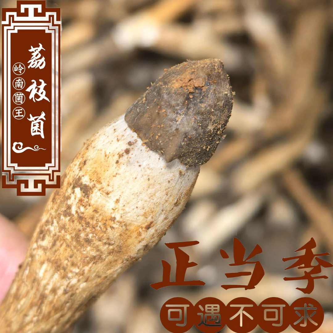 增城荔枝菌萝岗本地五月春食用菌半开伞新鲜鸡枞菌夏至菇鲜甜美味