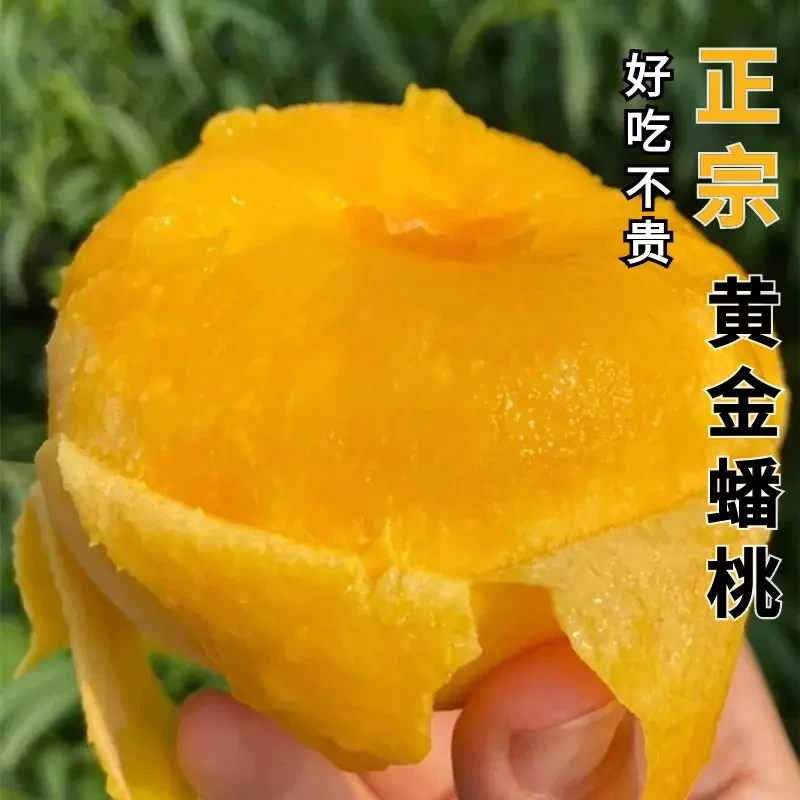 【正宗蒙阴】黄金鲜嫩蟠桃爆汁香甜新鲜清甜毛蟠甜蜜皮薄多汁应季