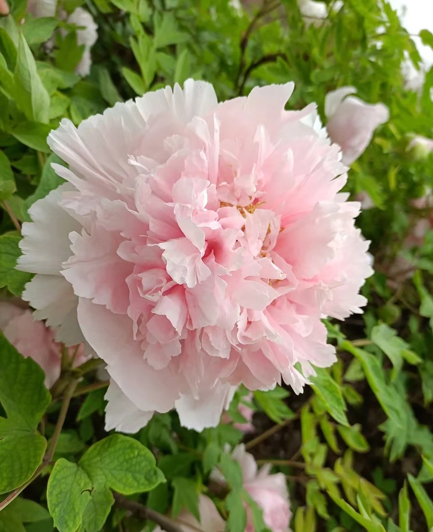 【赵粉】原株牡丹苗