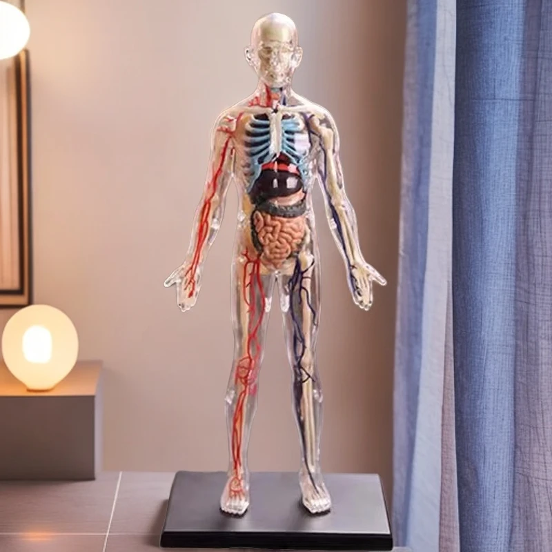 人体器官骨架模型可拆卸拼装玩具仿真身体躯干内脏结构科教类认知