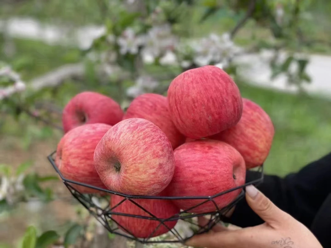 正宗洛川红富士苹果脆甜多汁新鲜采摘12枚礼盒装