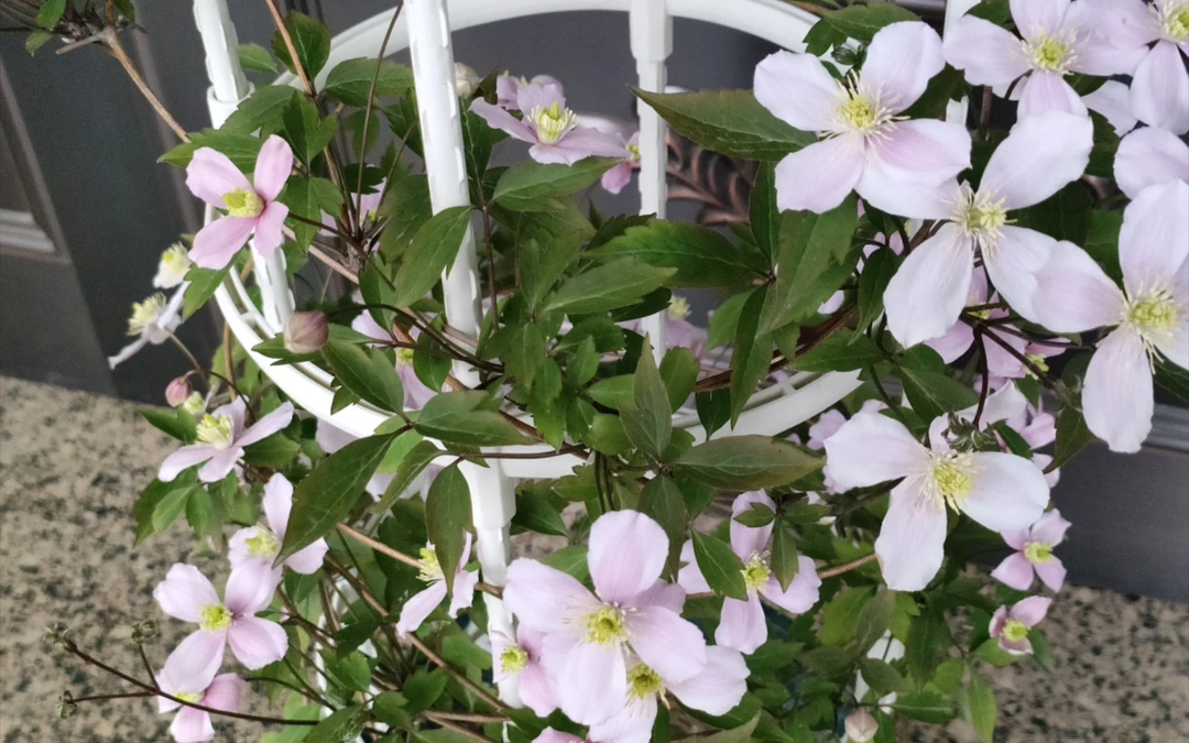 伊丽莎白 早大花组2类铁小苗（重瓣 粉）