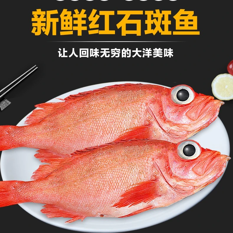 【夏日尝鲜】野生红石斑鱼 3-4两左右/条 到手五斤