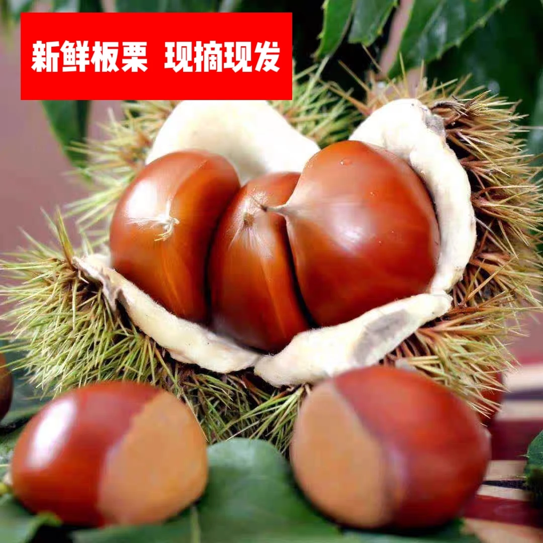 生板栗新鲜即食现摘现发板栗当季大板栗生栗锥栗大果毛栗子去刺毛