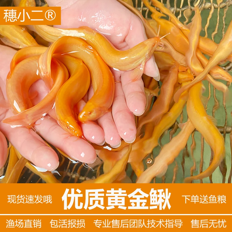 沐豪宠宠【黄金泥鳅】推广价、金龙鳅清道夫鱼冷水淡水观赏鱼金泥鳅