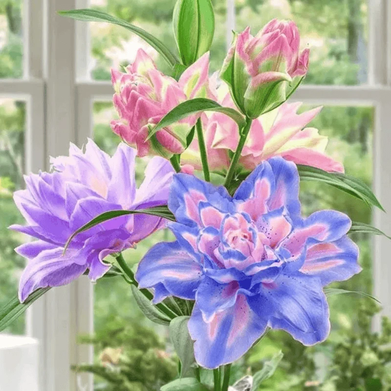 香水百合进口重瓣多头带芽种球播种耐寒暑室内外种植盆栽四季观花