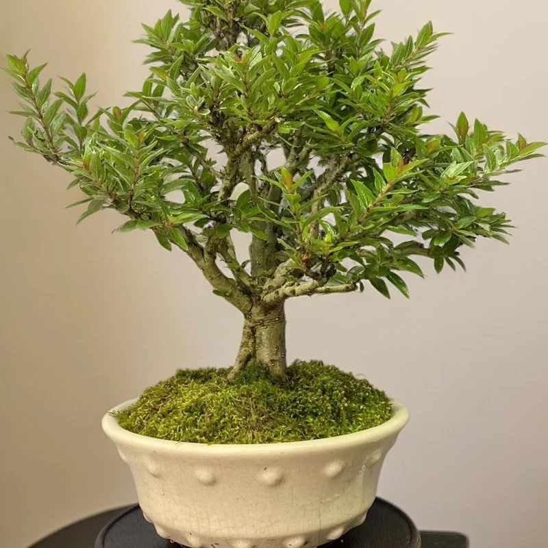 雀梅/白蜡/榆树微盆景(直播间一物一拍链接,购买之前请联系客服)