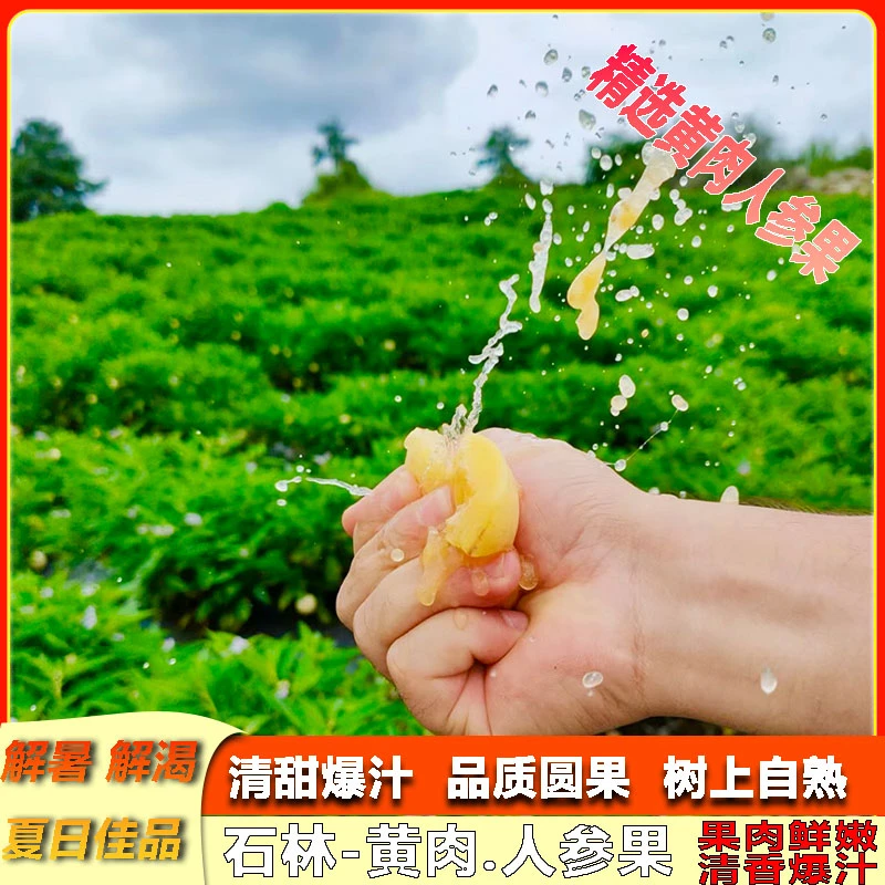 林味源云南正宗石林人参果黄心黄肉新鲜应季树上熟现摘大果