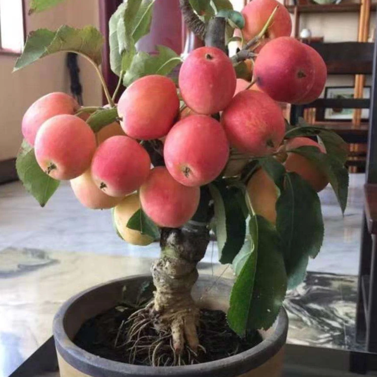 苹果盆栽原盆原土发货