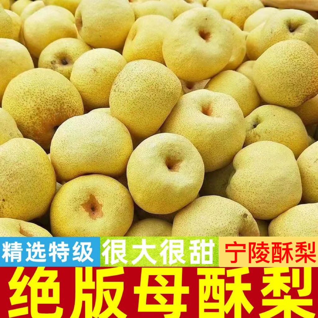 酥梨应季现摘整箱果园宁陵酥梨美味金顶谢花酥梨冰糖美味新鲜脆梨