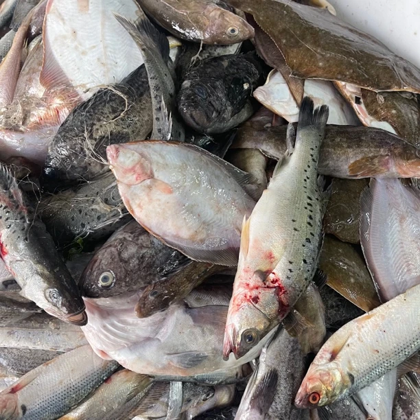 大连野生海杂鱼杂拌鱼4斤包邮