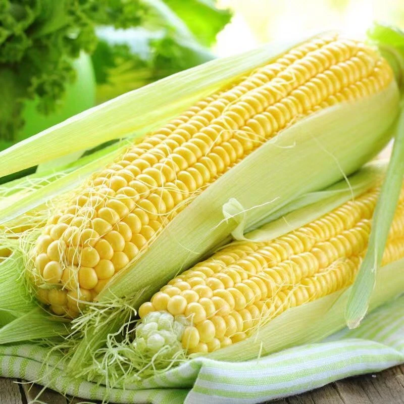 云南 新鲜玉米黄甜玉米/3根装