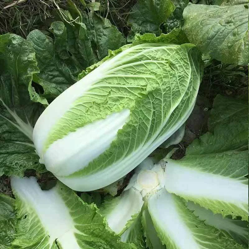 耒阳新鲜本地 大白菜   1颗（1500g左右）