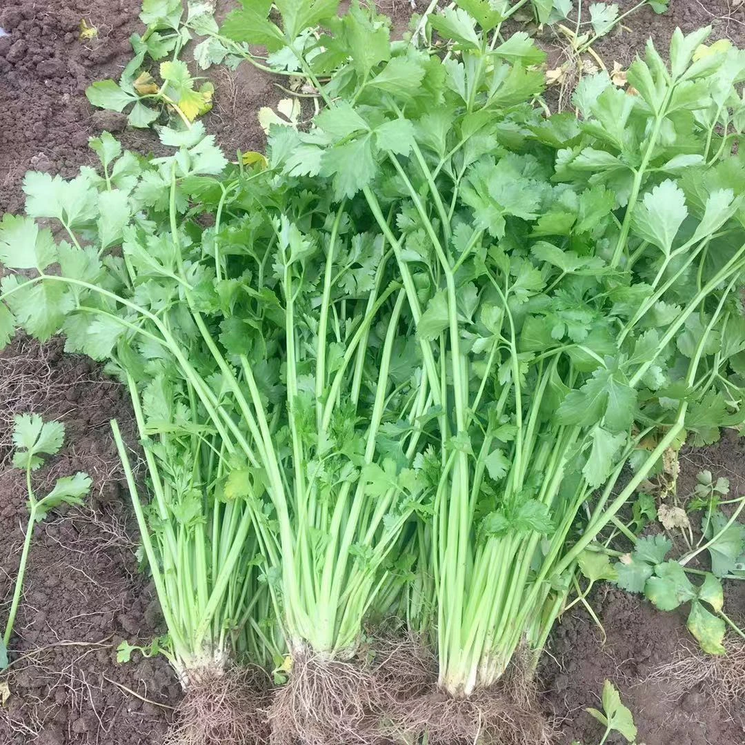 新鲜湖北香芹菜 250g/半斤