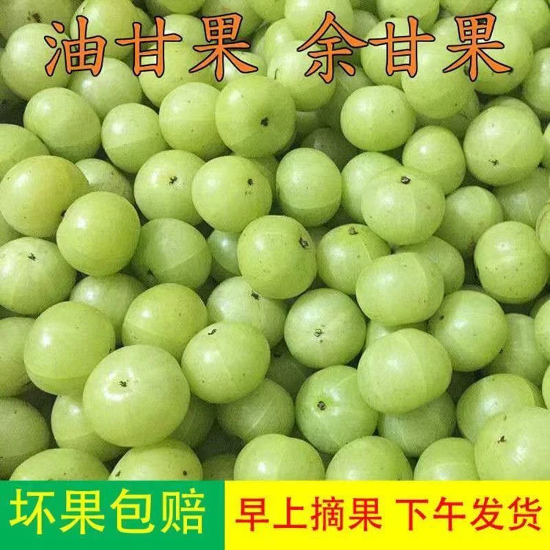 新鲜采摘青油甘果余甘果牛甘果滇橄榄果油柑酸水果余甘子 包邮