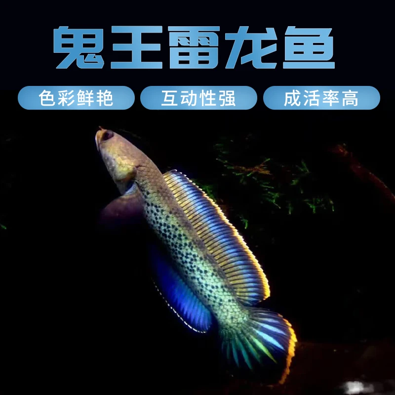 进口蓝宝石鬼王雷龙人工繁殖好养练手印尼鬼巴卡二型便宜耐养苗子