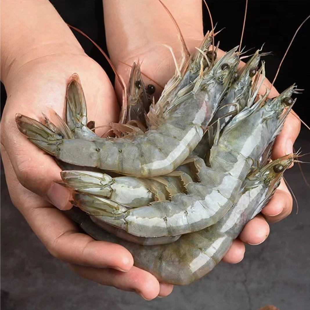 连云港发货海洋大虾 20/30虾 到手3斤