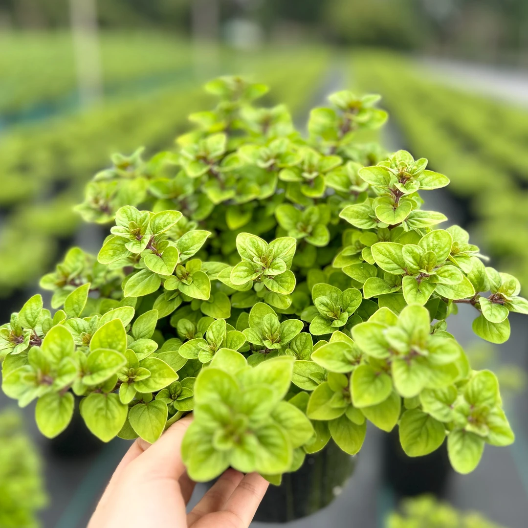 金叶牛至多年生宿根草本植物花园庭院地栽阳台盆栽可塑性强趣味
