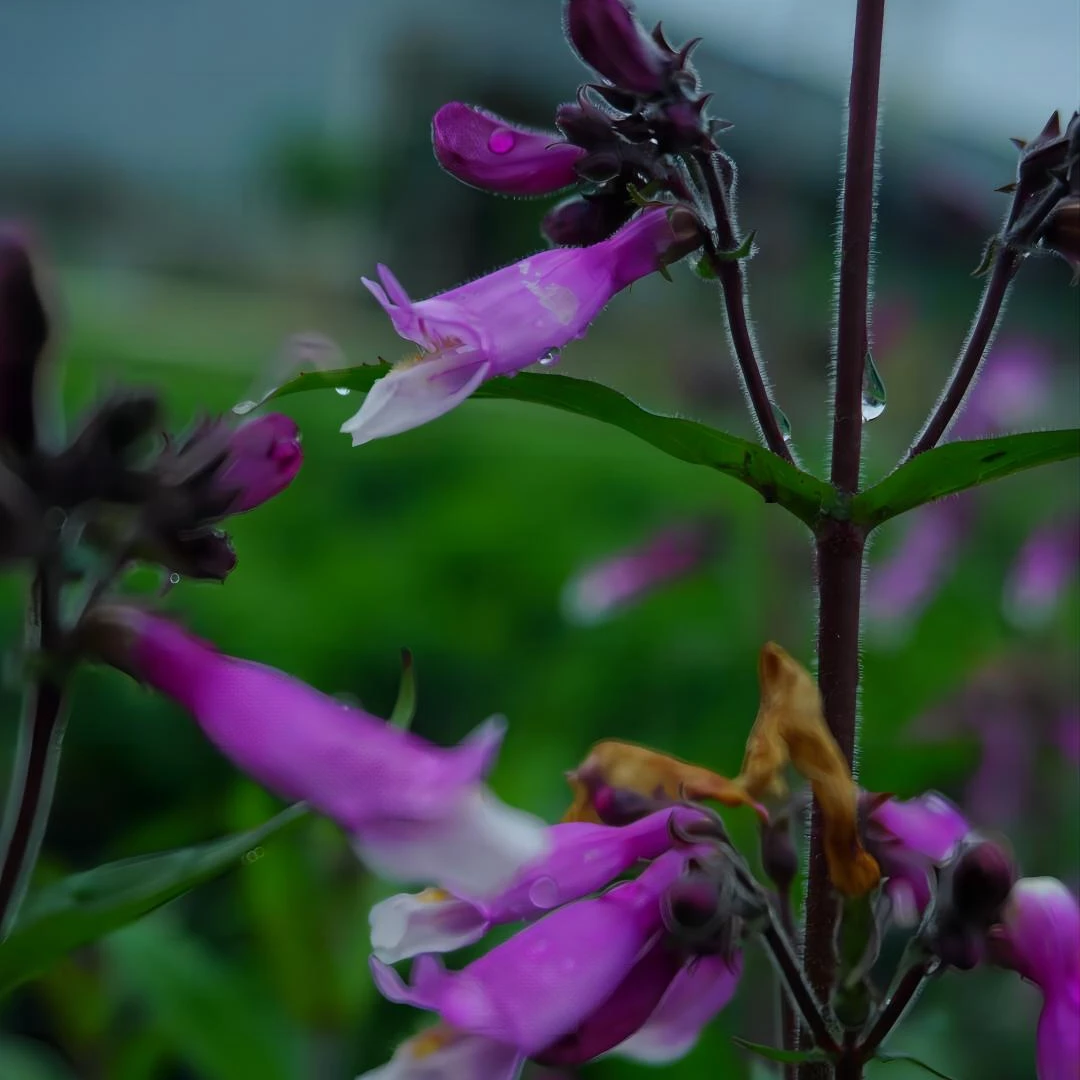 芳菲花园钓钟柳粉紫色多年生耐热常绿花园植物盆栽花卉