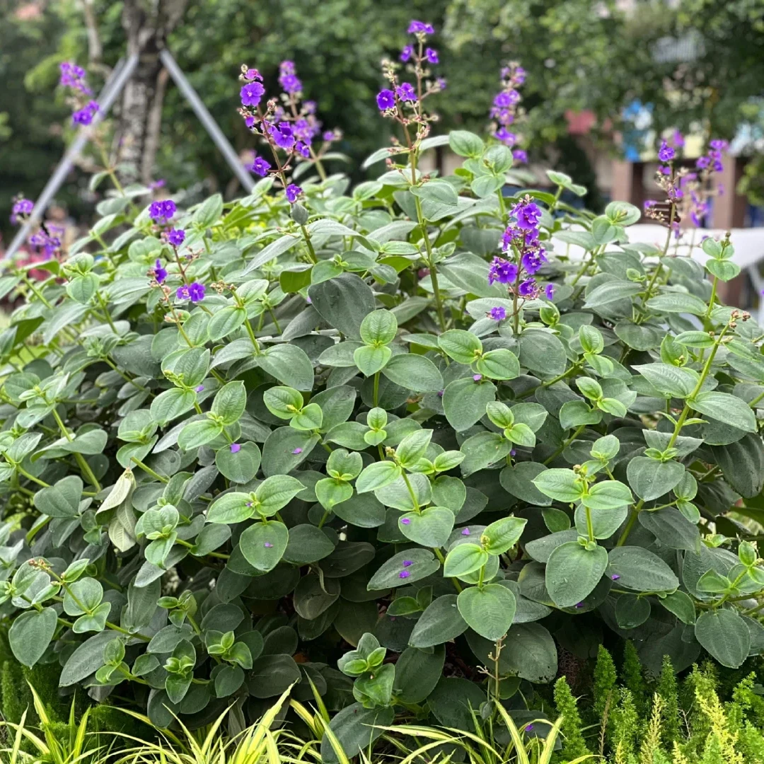 银毛野牡丹银绒小灌木耐晒耐高温四季常绿庭院阳台盆栽花园花境