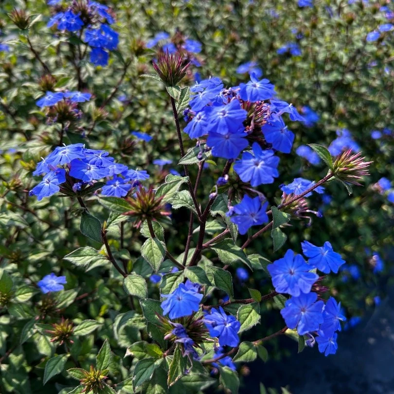 蓝角柱品种发布会618特惠专属链接多年生耐热耐寒观花观叶庭院