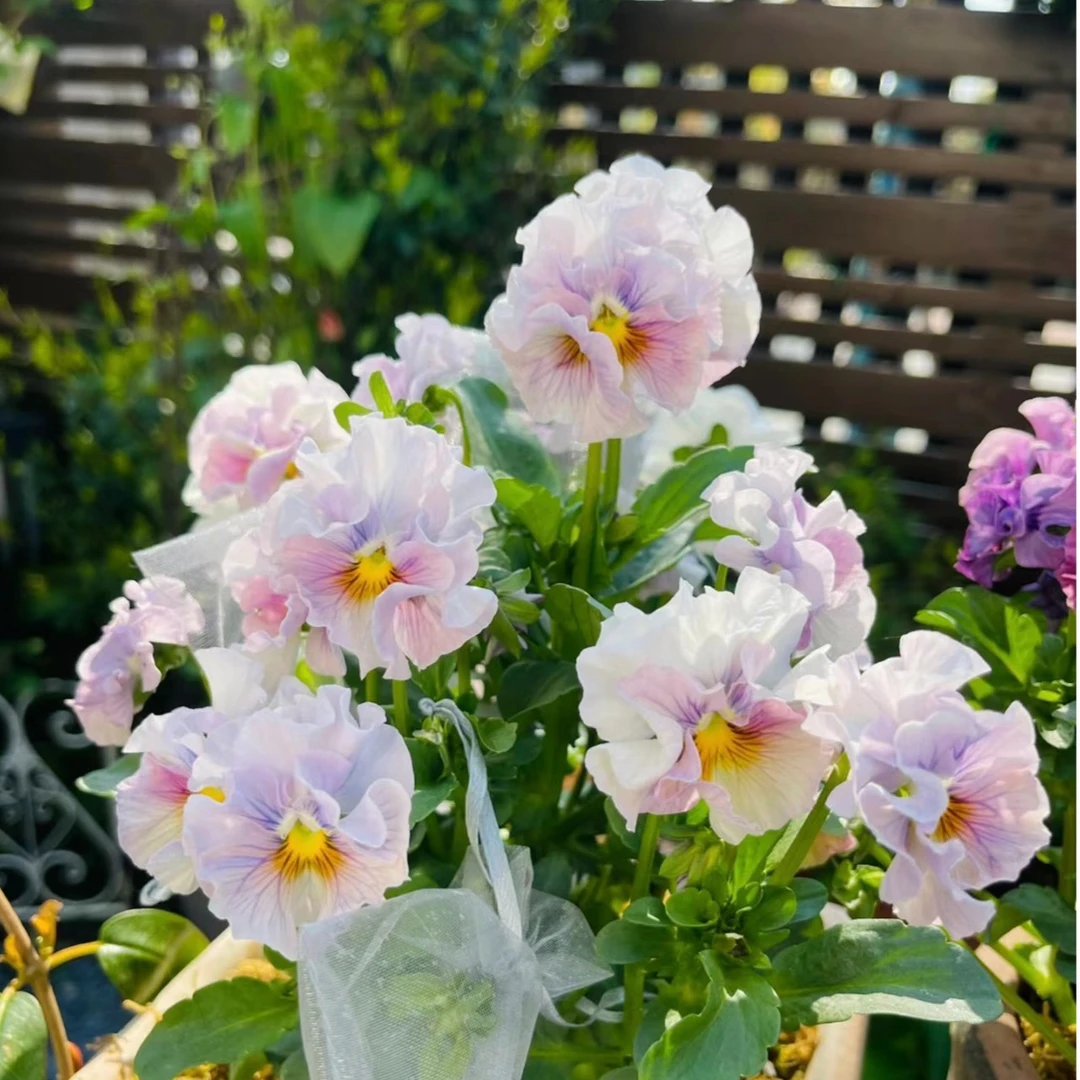 角堇类阳台花园盆栽秋冬春开花耐寒精致花量大花期非常长