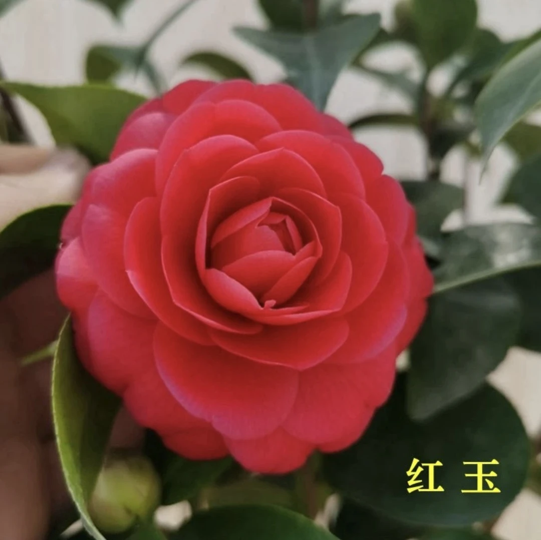 红玉茶花4年苗福建正宗品种原盆原土发货