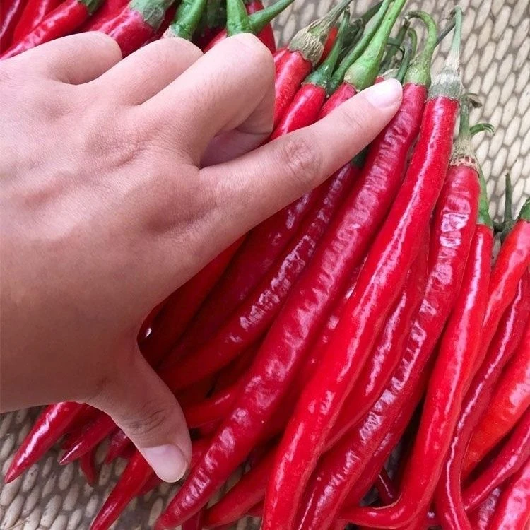 贵州二荆条毕节本地红辣椒新鲜长红辣椒红线辣椒红尖辣椒