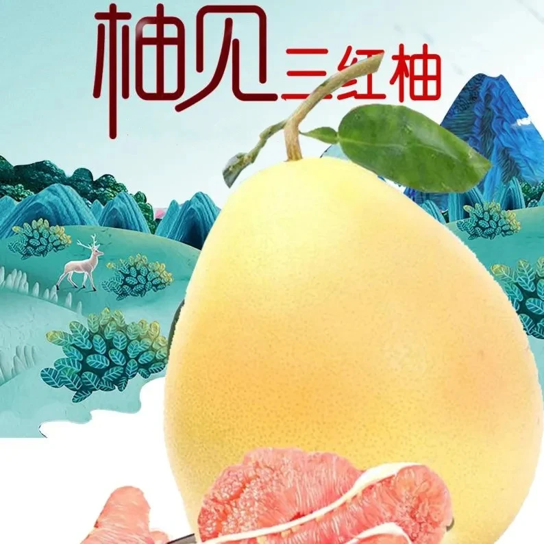 正宗福建平和三红蜜柚 产地直发
