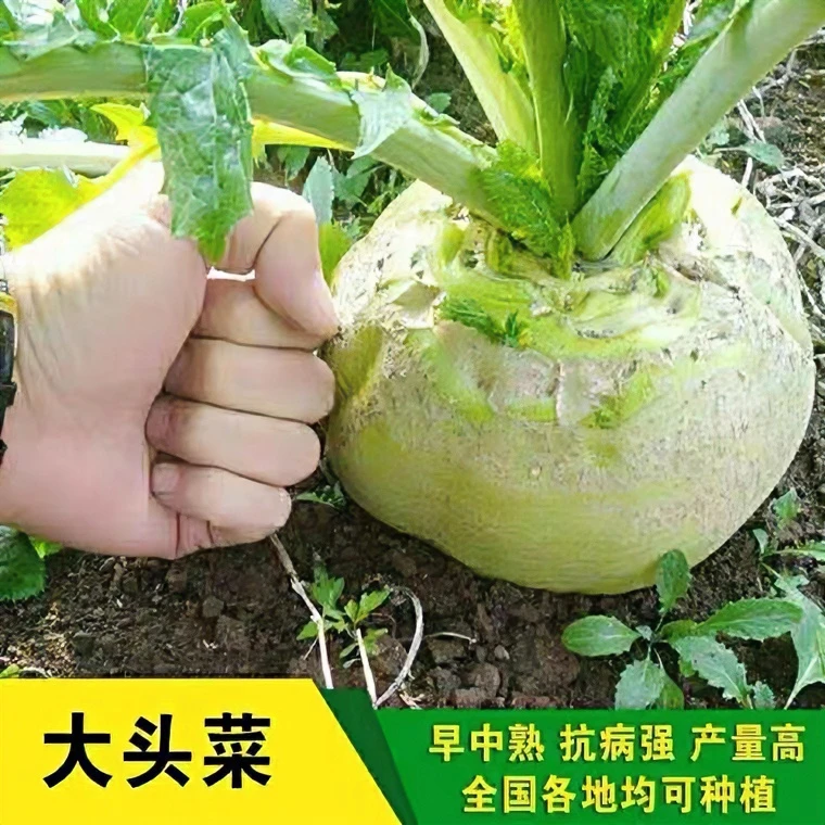 四川大头菜种子 光头芥菜榨菜种籽高产四季阳台菜园简单易种植