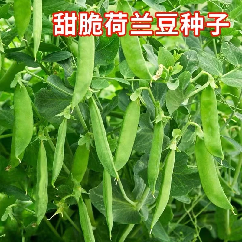 【荷兰豆种子】甜脆荷兰豆阳台盆栽小院南北方四季种植简单蔬菜种籽