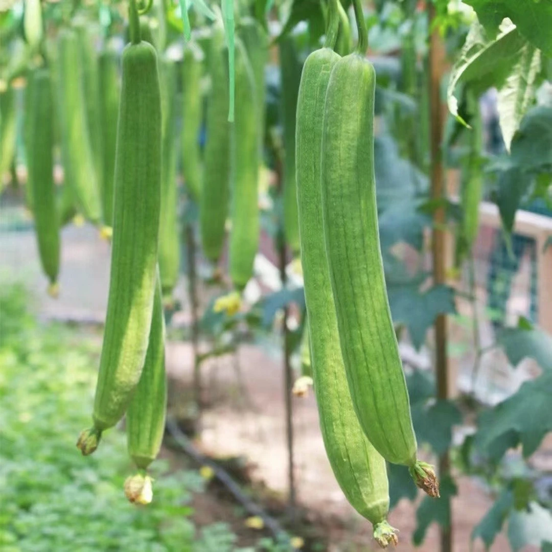 【长丝瓜种子】春季种植夏季高产】盆栽小院菜园四季易种植蔬菜种子