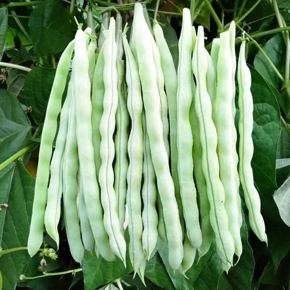 高产白芸豆种子四季豆角爬藤春季夏季播种简单好养家庭小院蔬菜