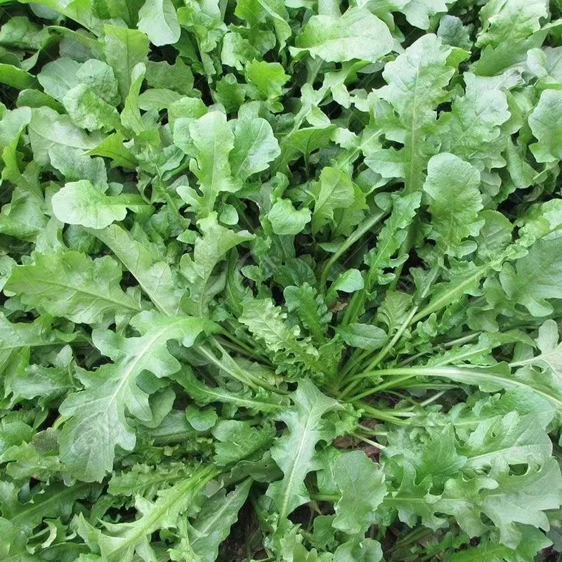 【荠菜种子】荠菜种子四季耐寒野菜种子阳台盆栽家庭小院易活蔬菜籽