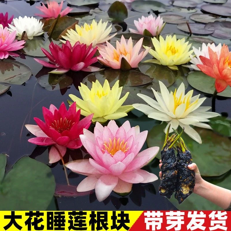 睡莲苗池塘水池迷你荷花苗睡莲根块水培植物盆栽鱼池户外花卉种子