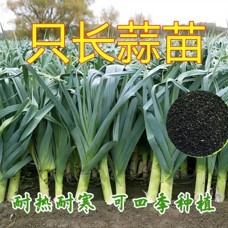 宽叶蒜苗种子韭葱韭蒜一年四季三茬连续采收菜子种阳台小菜园简单
