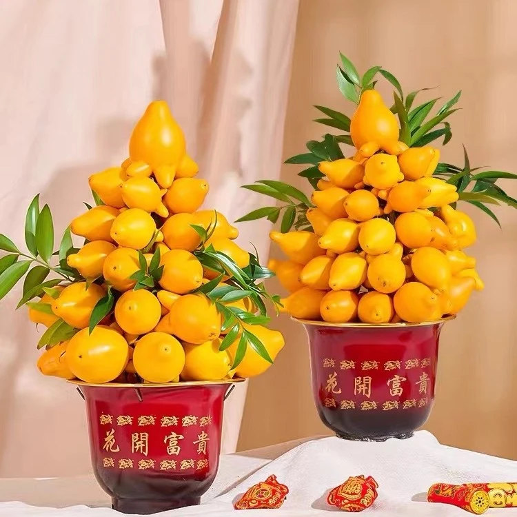【黄金果种子】南北方四季种植多年生阳台庭院好养高产水果蔬菜盆栽