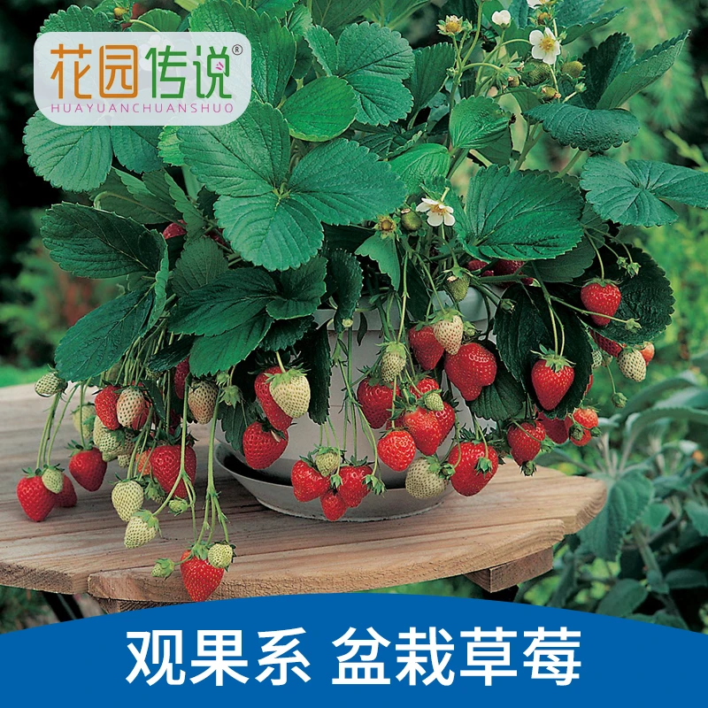 【花园传说】迷你盆栽草莓食用观赏阳台盆栽春季家庭种植水果种子