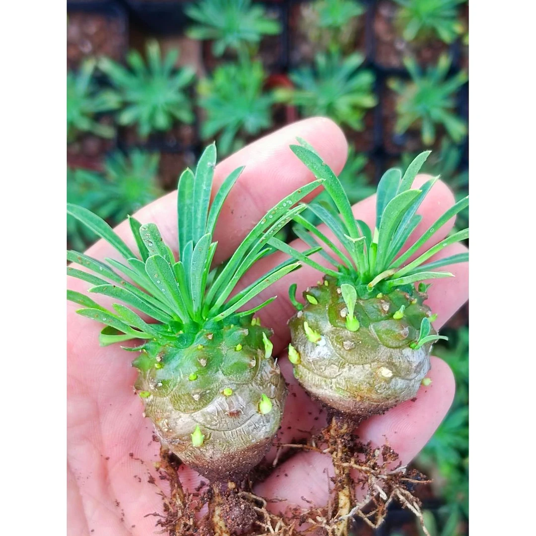 小菠萝旺来峨眉山多肉凤梨精选创意迷你植物四季好养桌面绿植盆栽