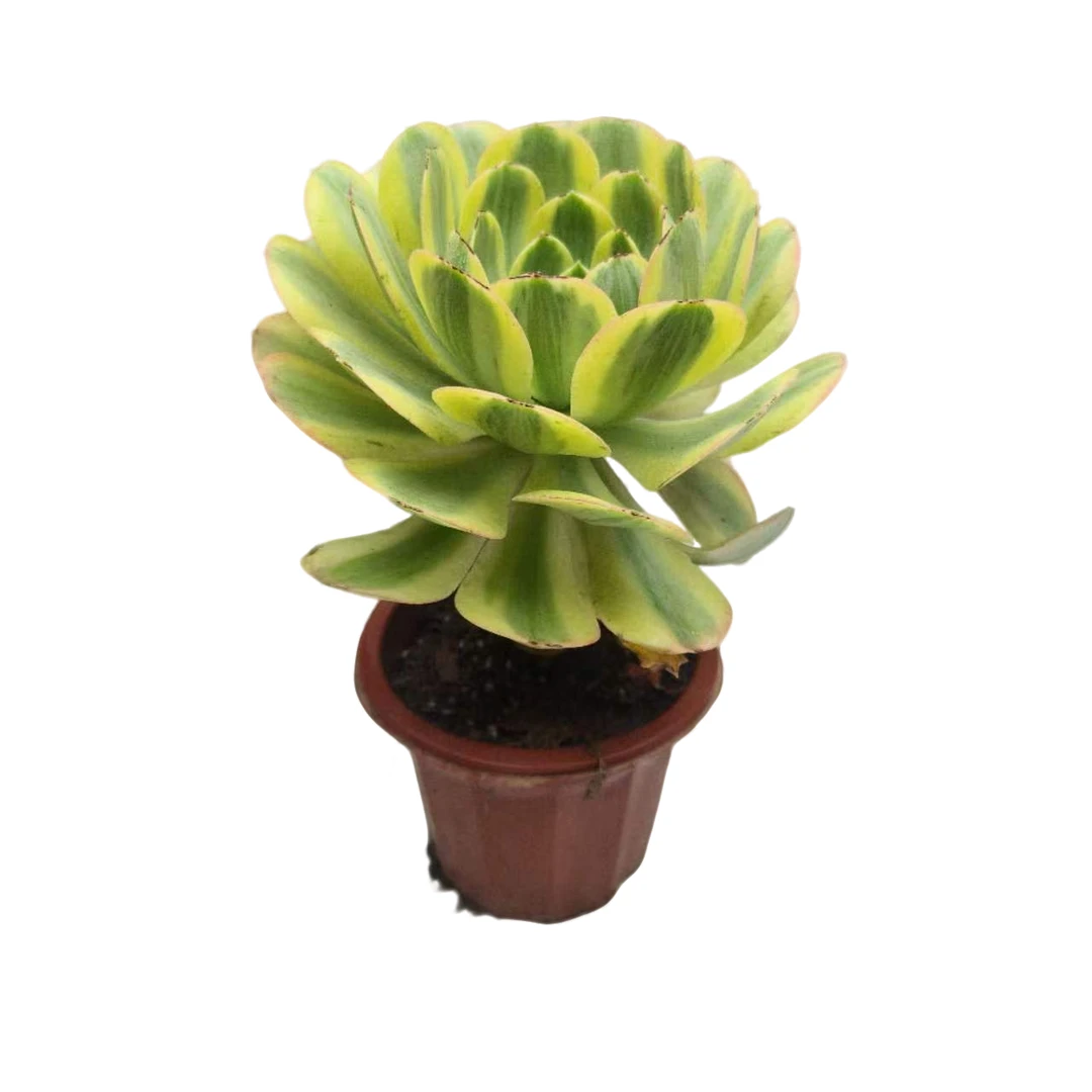金丝翡翠锦 好看好养 多肉植物