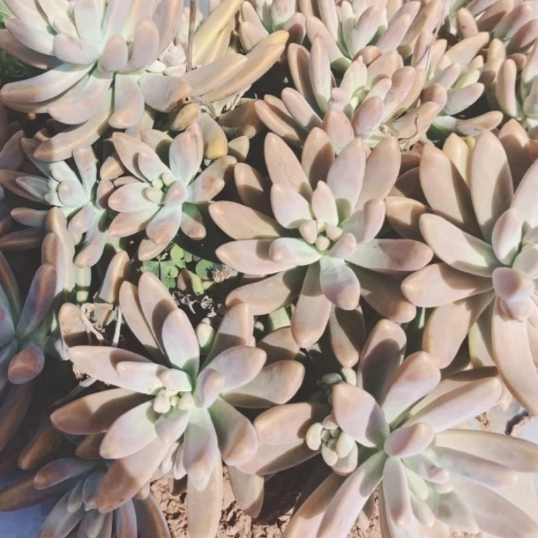 小秋丽 25cm 多肉植物 好看好养