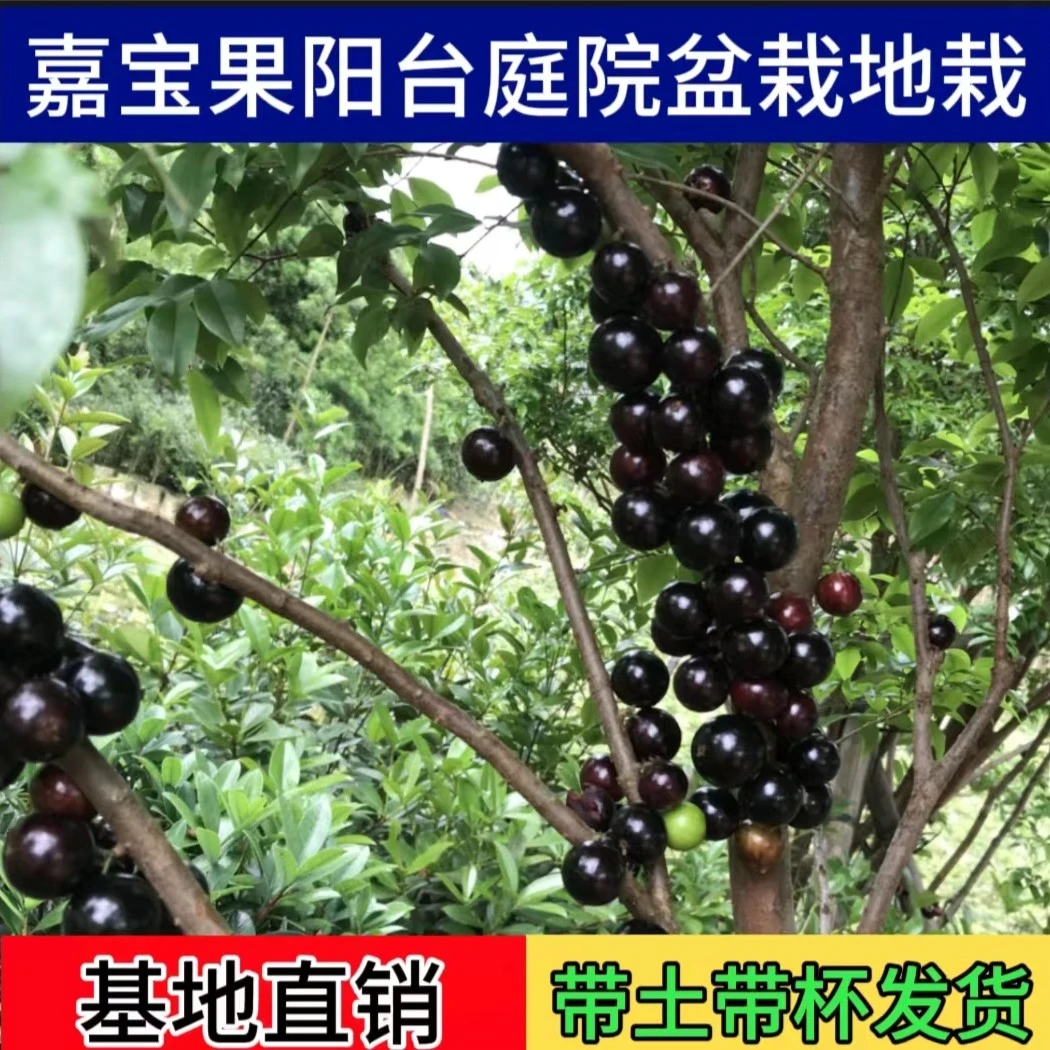 嘉宝果树苗阳台庭院盆栽地载南北方种植绿化沙巴艾斯卡养护苗木