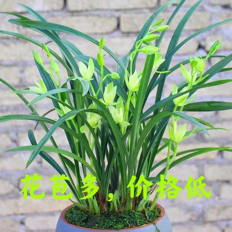 浓香兰花苗 带花苞 大风素 建兰花四季开花室内兰花绿植花卉盆栽