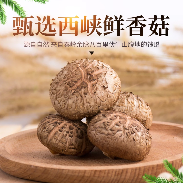 「陈会长严选」2025当季西峡新鲜香菇产地现摘现发炒菜煲汤火锅3斤