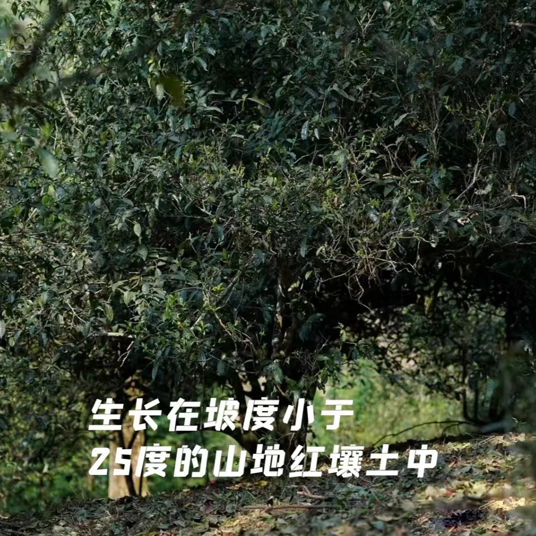 2023年临沧大丙山特大古树散茶临沧班章邦丙普洱生茶250g拍一发三